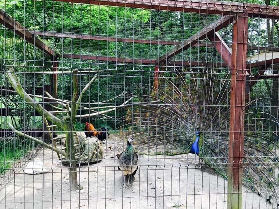 Pension Casa Vanatorilor Băile Olăneşti Exterior foto